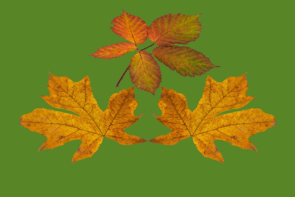 USA-Washington State Big leaf maple and Himalayan Blackberry still-life arrangement